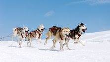 Saami Saami